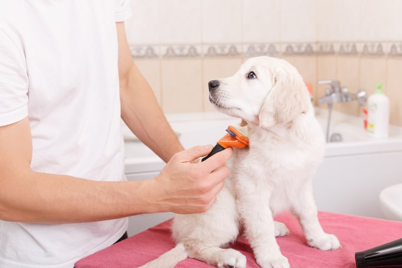 Ultimate DIY Dog Grooming Guide for Beginners 2023 Dog Grooming Tips